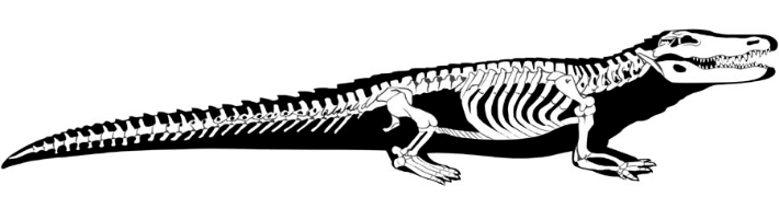Рептилии ребра. Скелет варана. Гавиал крокодил скелет. Скелет крокодила. Строение крокодила кости.