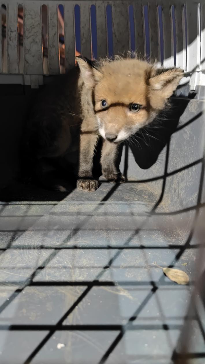 Private fox