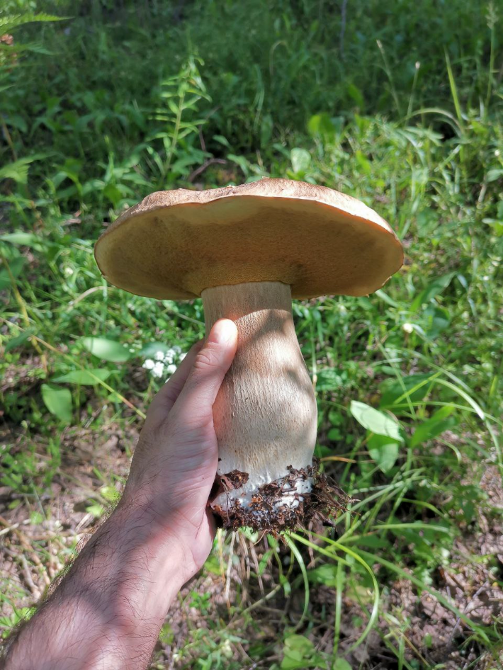 Какой это гриб по фото